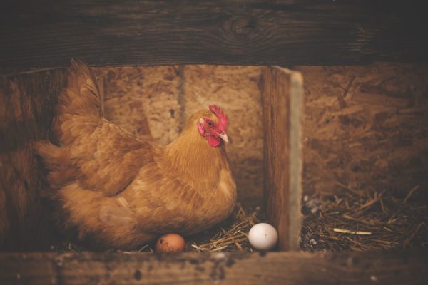 Wenn Hühner Eier legen oder ein Update zu modobonum