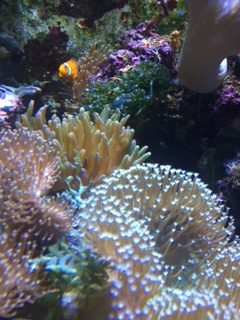 Natur: Korallen