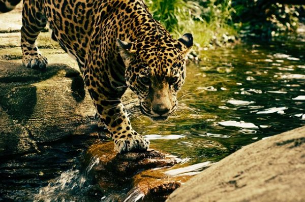 Leopard küsst Maus oder ein Ort zum Träumen, der Realität wird