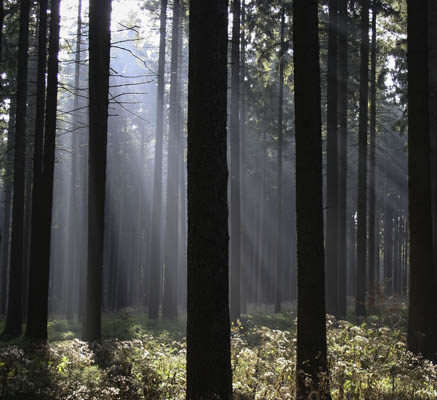 Sonnenstrahlen im Wald