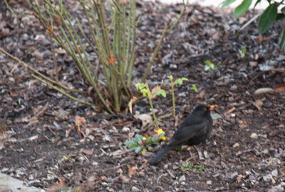 Amsel