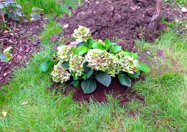 Garten, Erde, Pflanzen und jede Menge Steine in der Seele