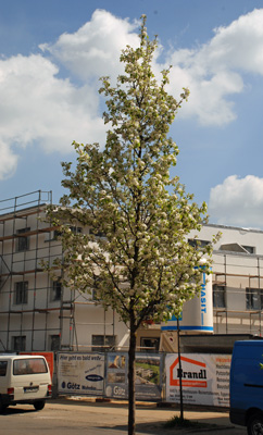 Baustelle und Baum