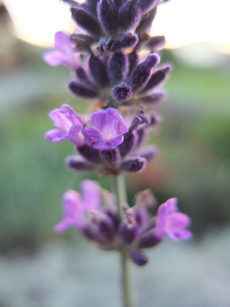 Lavendelblüte, Lavendel