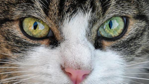 Nachbars Katze und die singenden Vögel