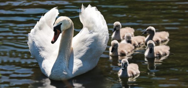 Familienzusammenführung