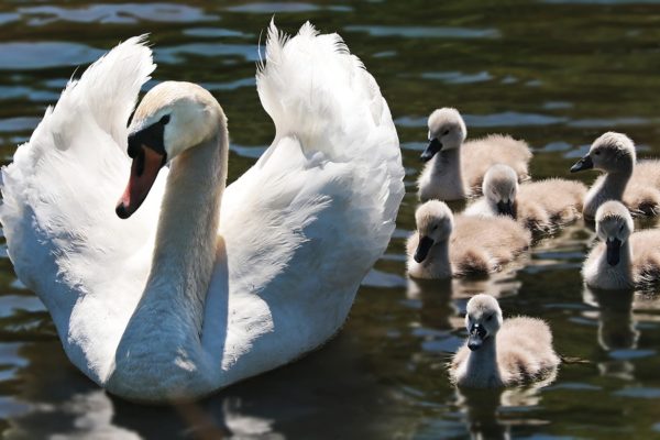 Familienzusammenführung