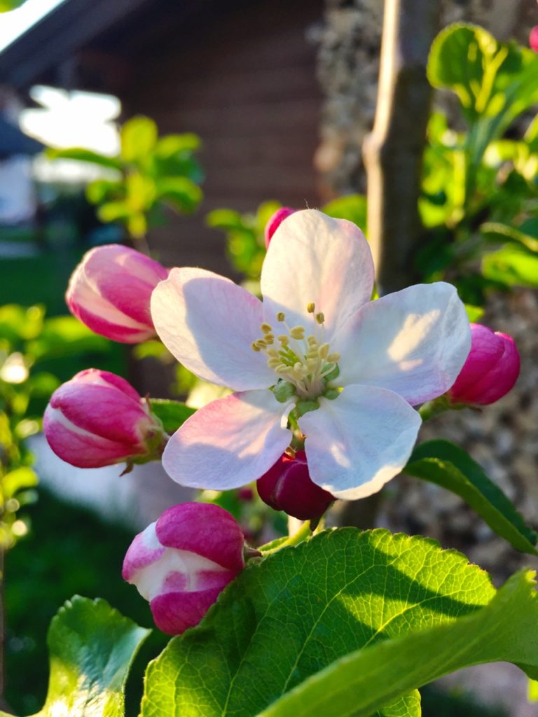 Apfelbaumblüte im Abendlicht.