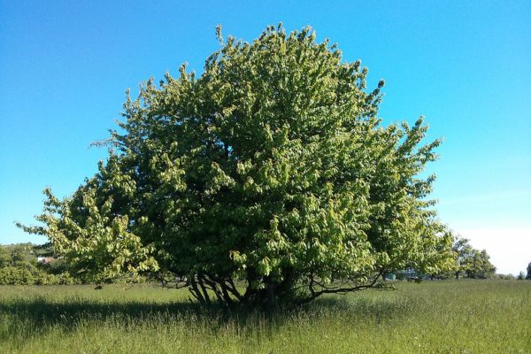 Baume mit WLAN-Signal