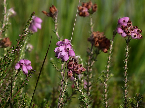 Blumenwiese