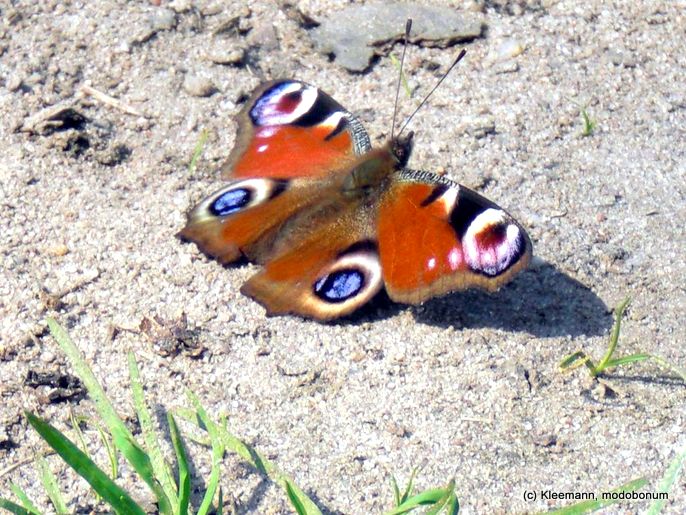 Schmetterling