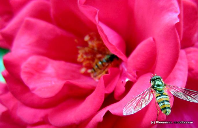 Blüte mit Biene