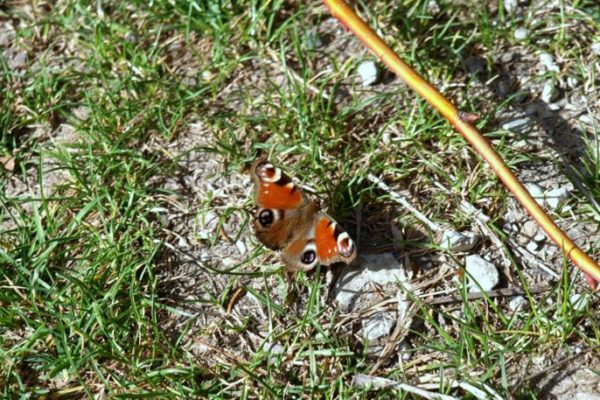 Schmetterling