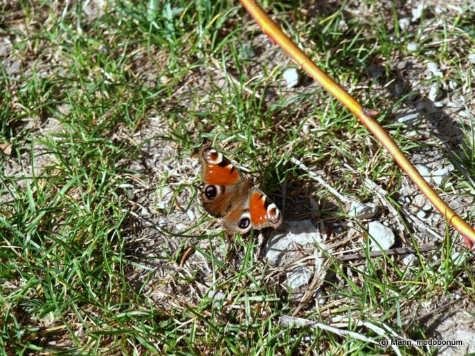 Schmetterling