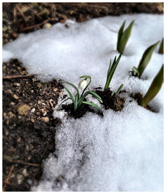 Frühling: Schneeglöckchen