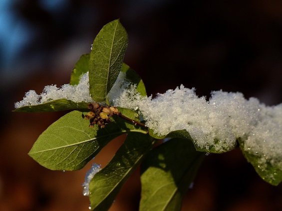 Schnee von gestern