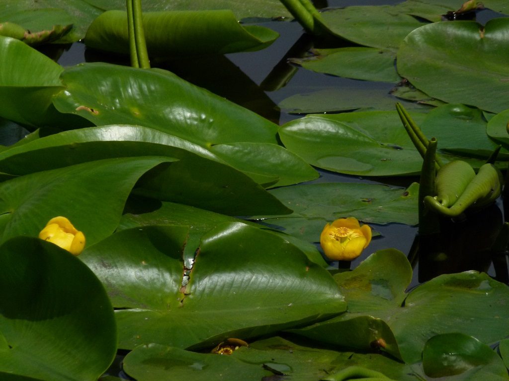 gelb, Seerosen, Blume