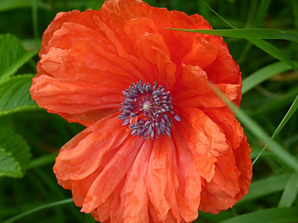 Mohn, Wochenbeginn