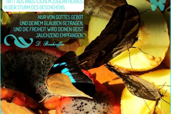 Der Schmetterling in dir