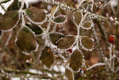 Rose im Winter