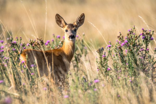 erlebt, Spaziergang im Schwarzwald